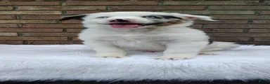 Milo