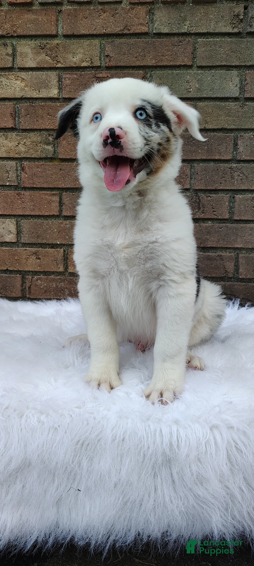 Australian Shepherd dogs for sale: Milo - Ad 1