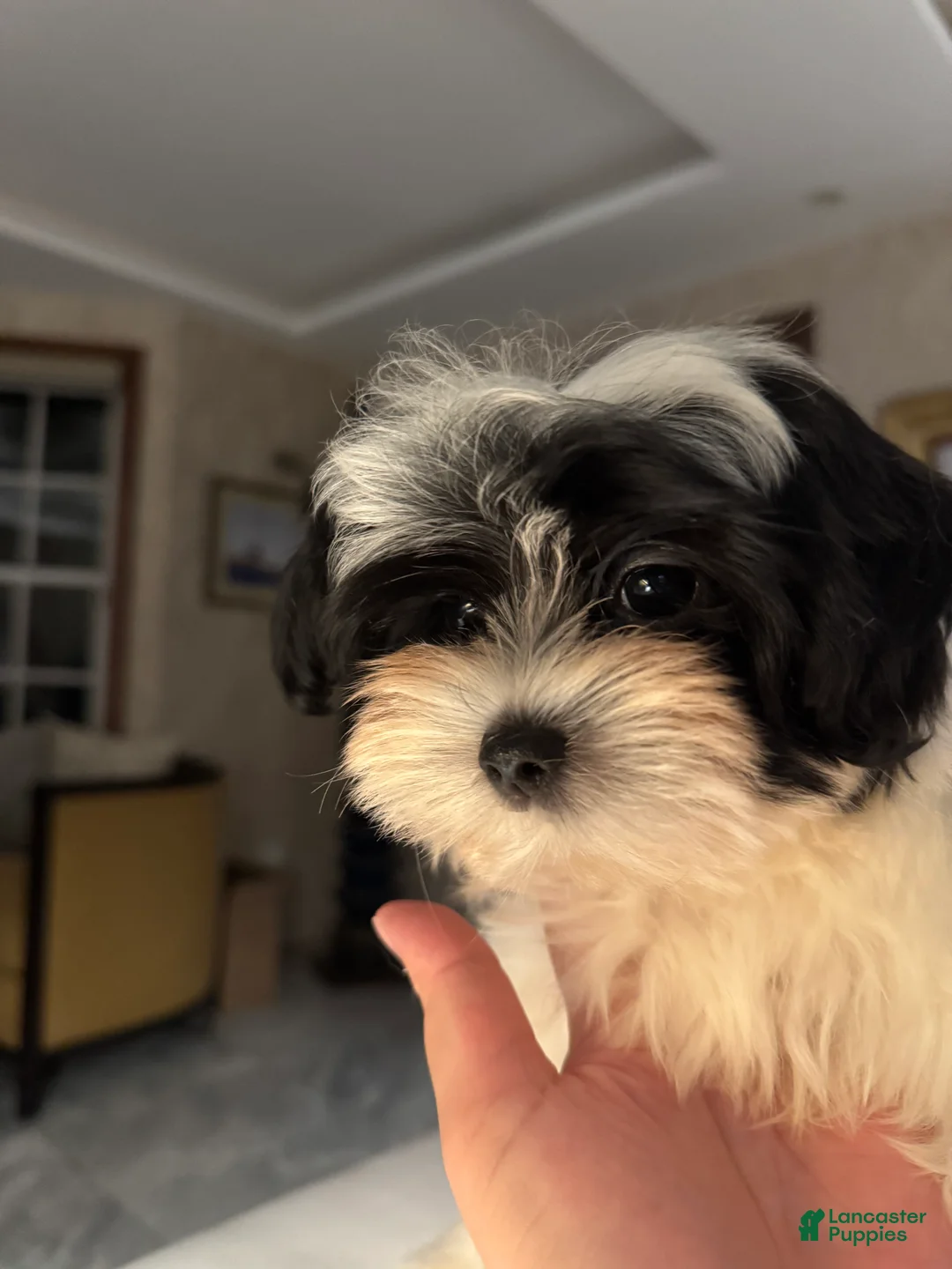 Morkie dogs for sale: Arlo - Ad 1