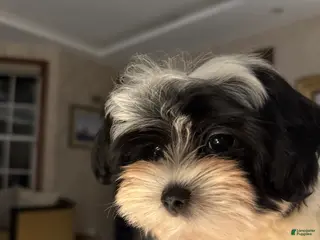 Morkie dogs Arlo - Ad 27