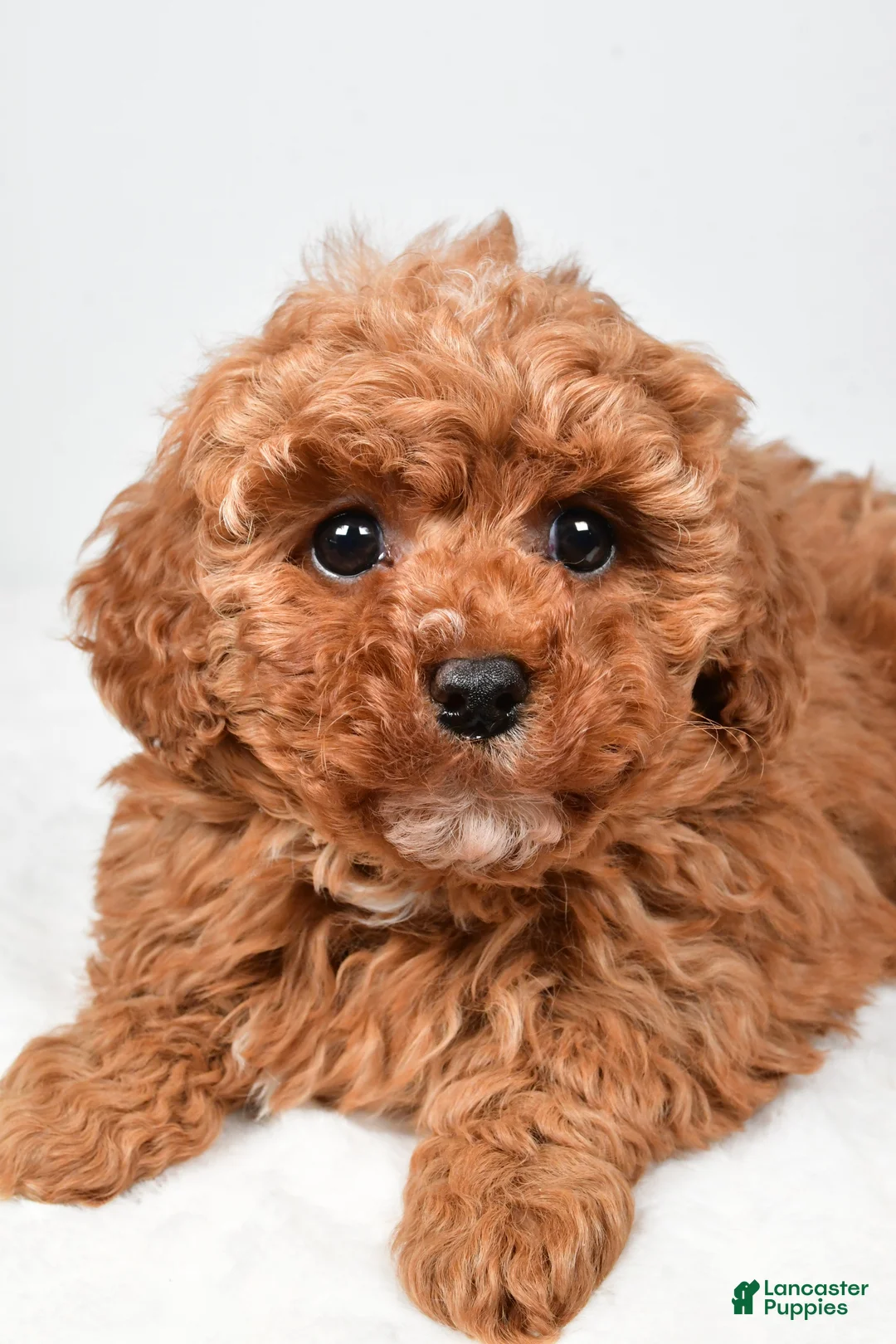 Cavapoo dogs for sale: Rosa - Ad 5