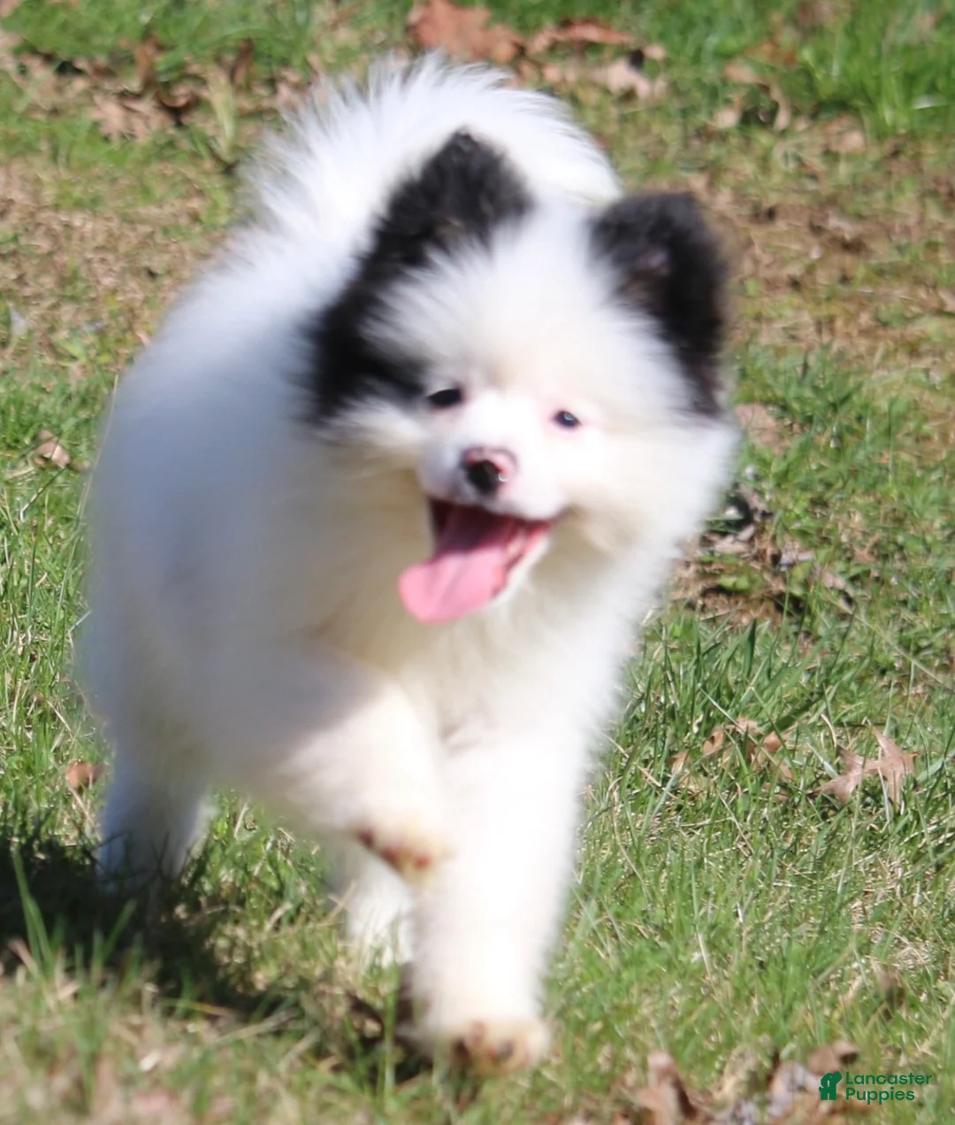 Pomsky dogs for sale: Sparky - Ad 3