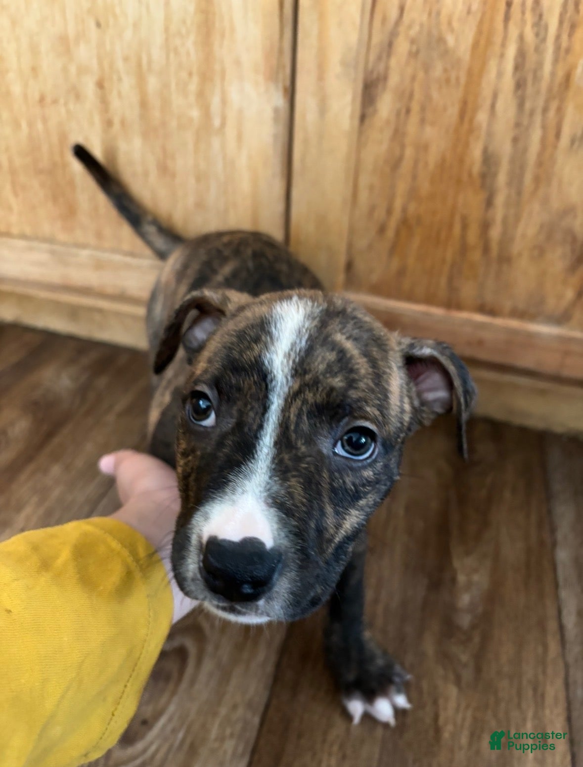 Mixed Breed dogs Mixed Breed Puppy 2 - Ad 20