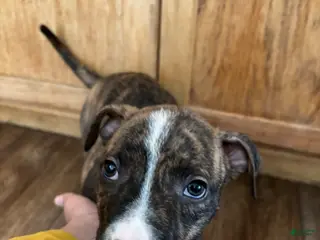 Mixed Breed dogs Mixed Breed Puppy 2 - Ad 32