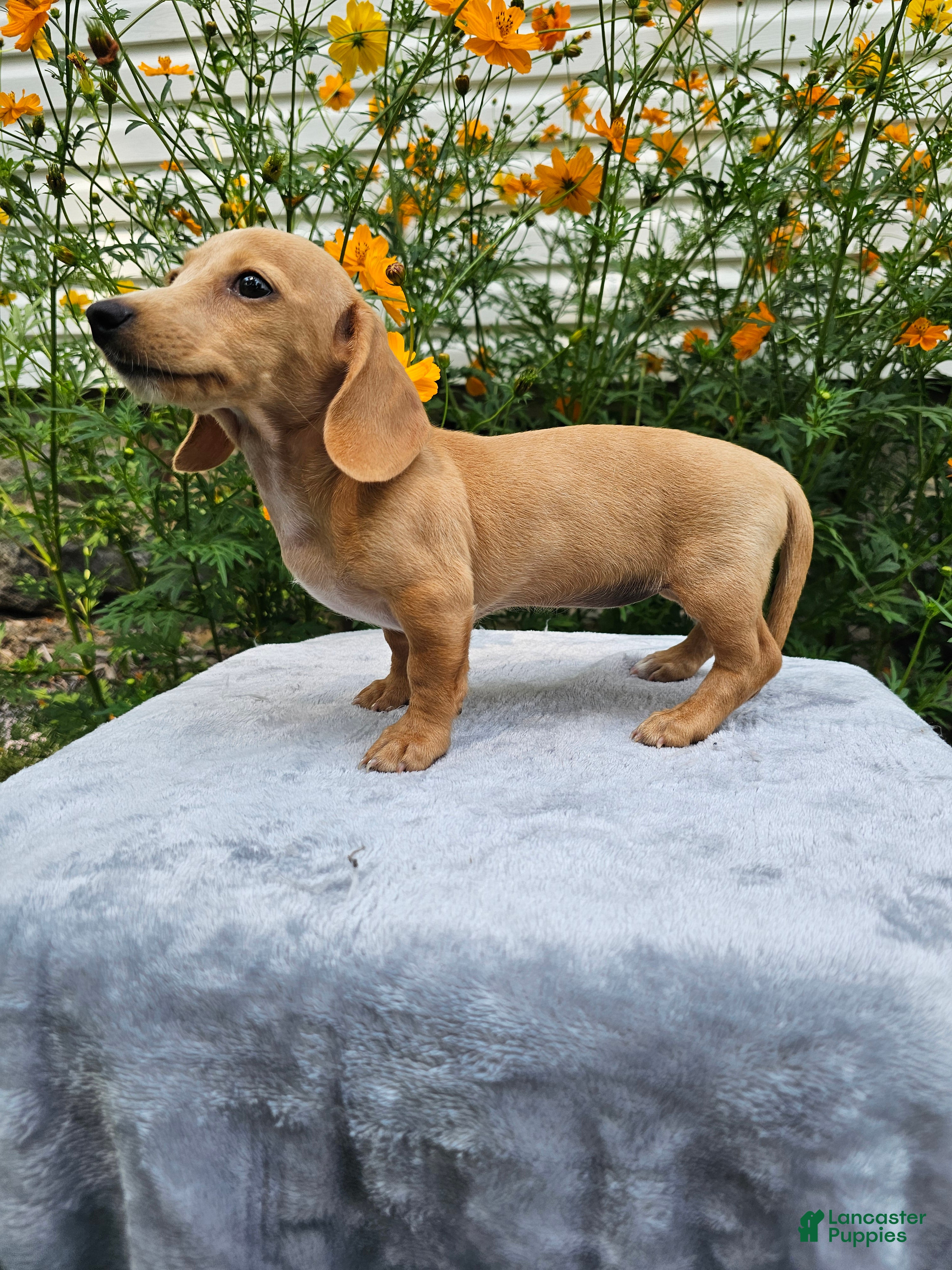Miniature Dachshund dogs Roxy - Ad 2