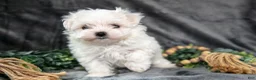 Maltese dogs for sale: Ashley - Ad 2