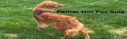 Goldendoodle dogs for sale: Deuce - Ad 15