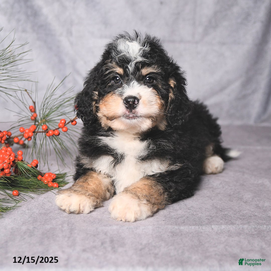 Bernedoodle dogs for sale: Chief - Ad 2