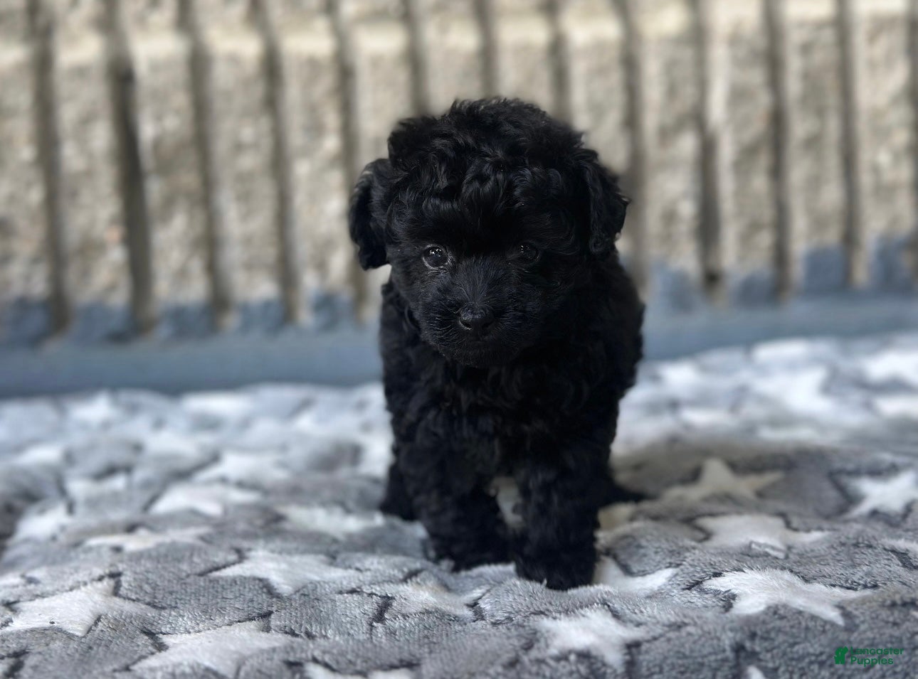 Toy Poodle dogs Midnight - Ad 21