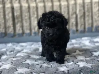 Toy Poodle dogs Midnight - Ad 21