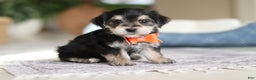 Morkie dogs for sale: Benson - Ad 7