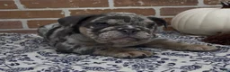 English Bulldog dogs for sale: Hallie - Ad 3