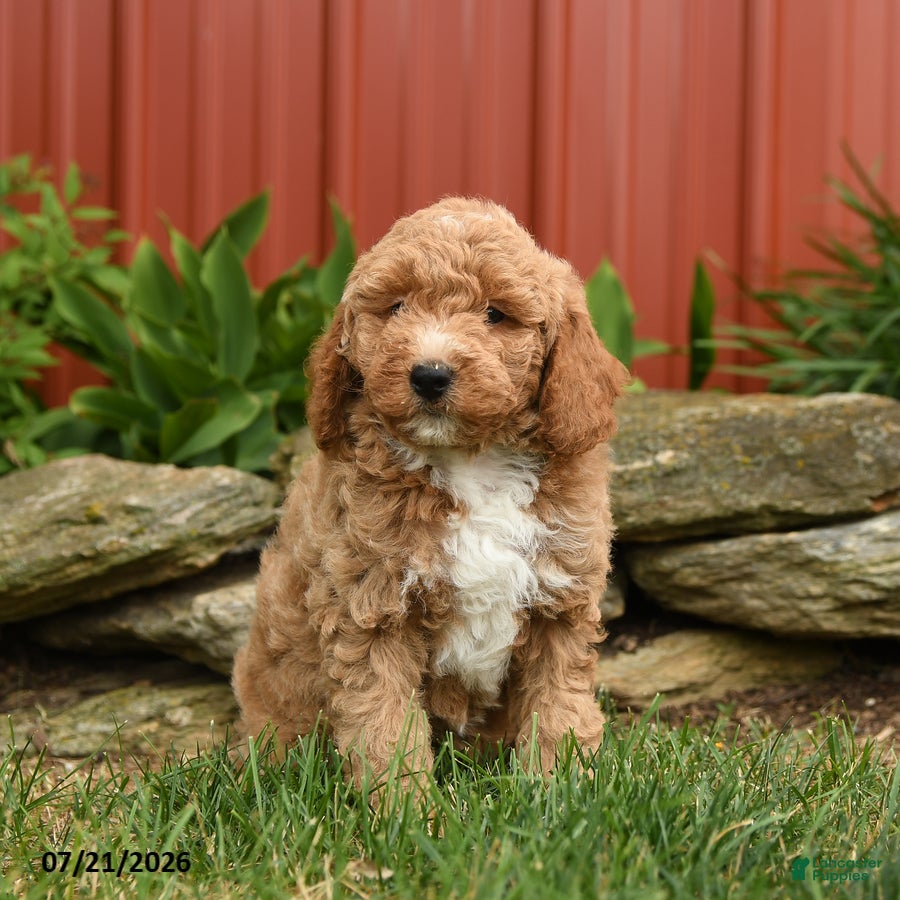 Mini Goldendoodle dogs for sale: Quincy  - Ad 2