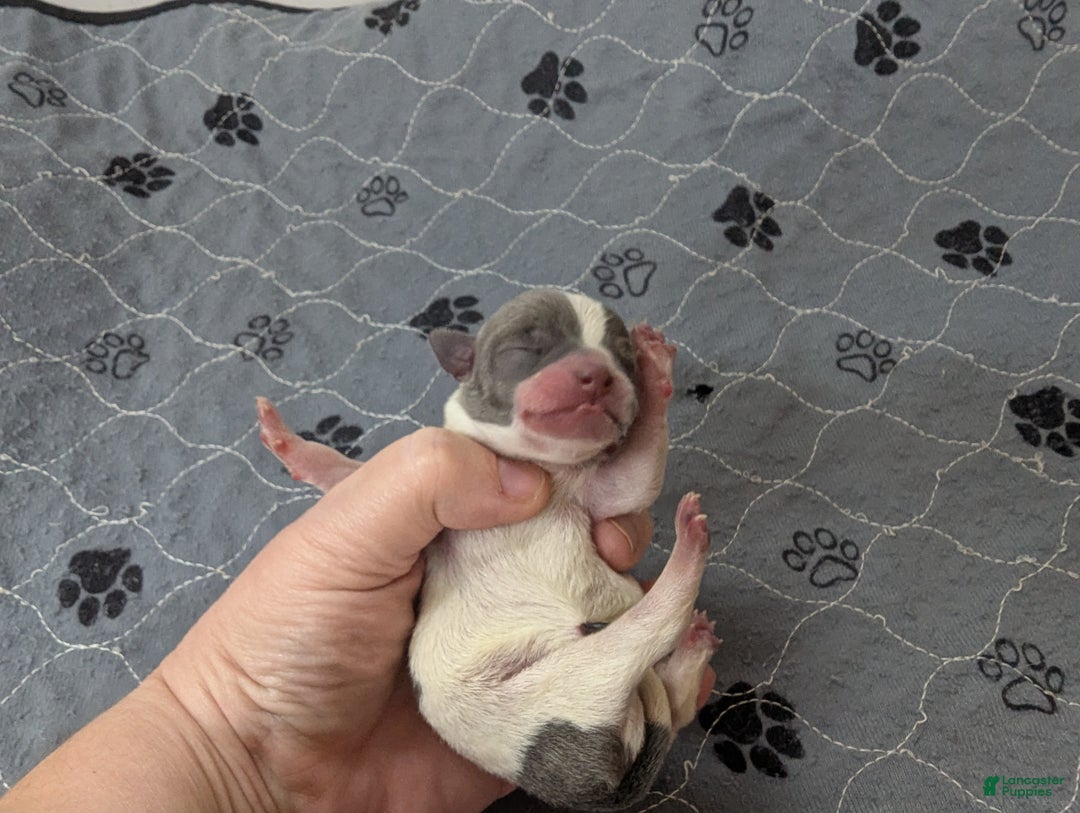 Chihuahua dogs for sale: Olivia  - Ad 4