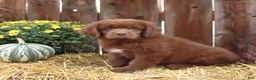 Newfoundland dogs for sale: Grizzly - Ad 4