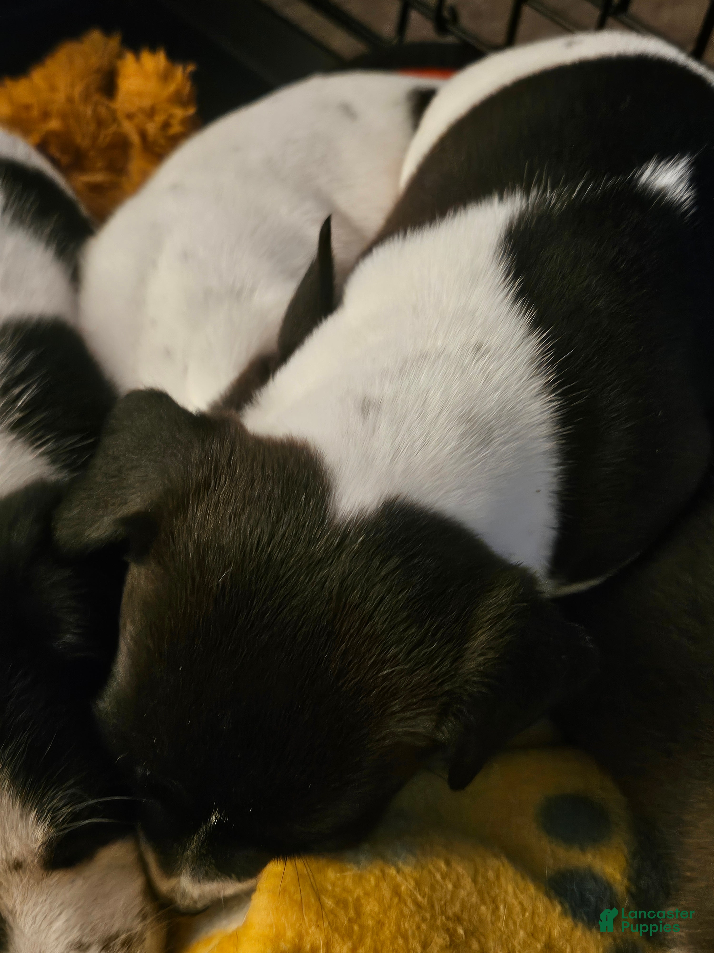 Jack Russell Terrier dogs Cookie - Ad 28