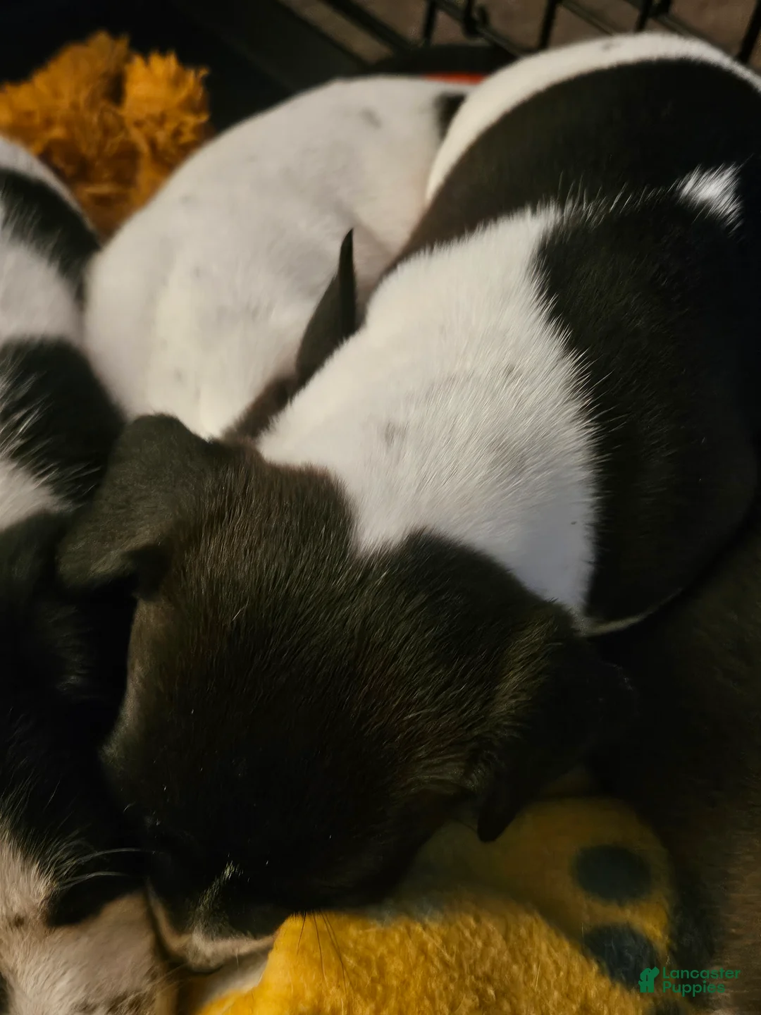 Jack Russell Terrier dogs for sale: Cookie - Ad 1