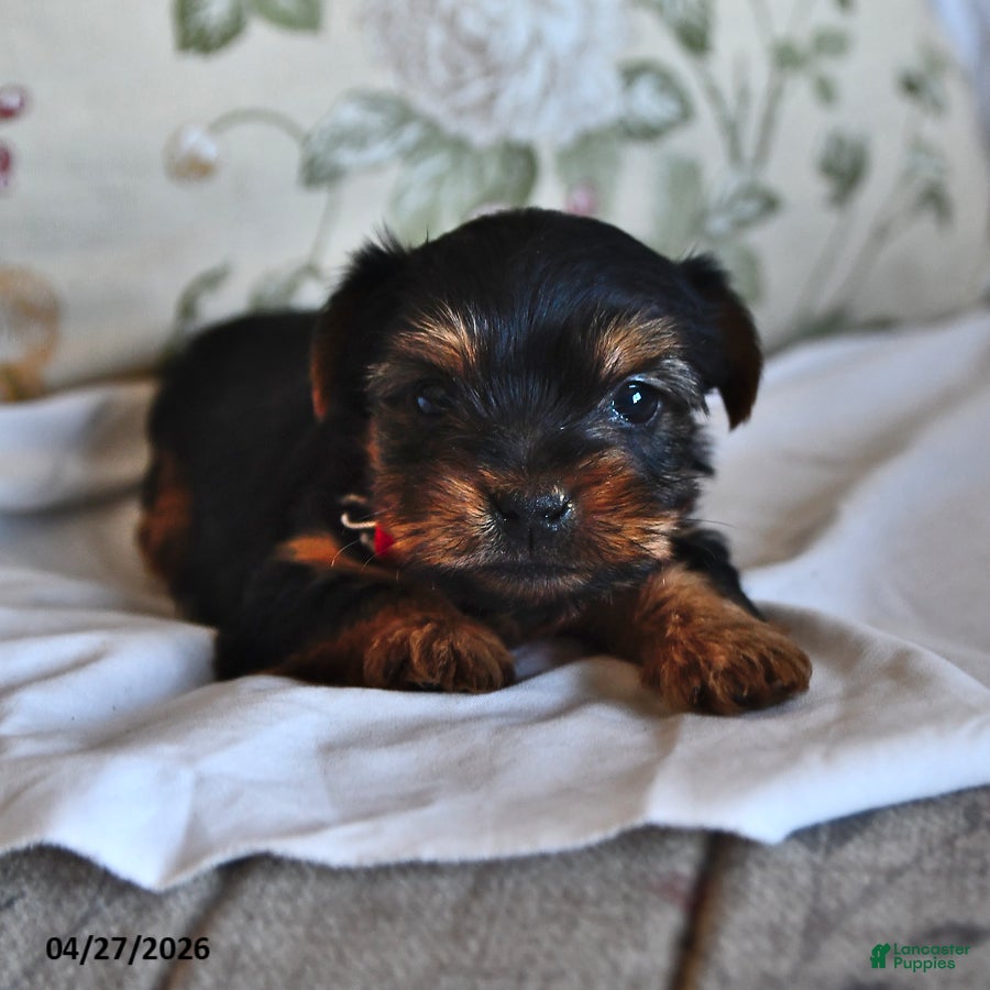 Yorkshire Terrier dogs Meenie - Ad 2