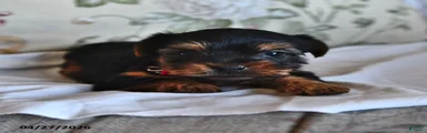 Meenie