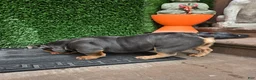 English Bulldog dogs for sale: English Bulldog 1 - Ad 14