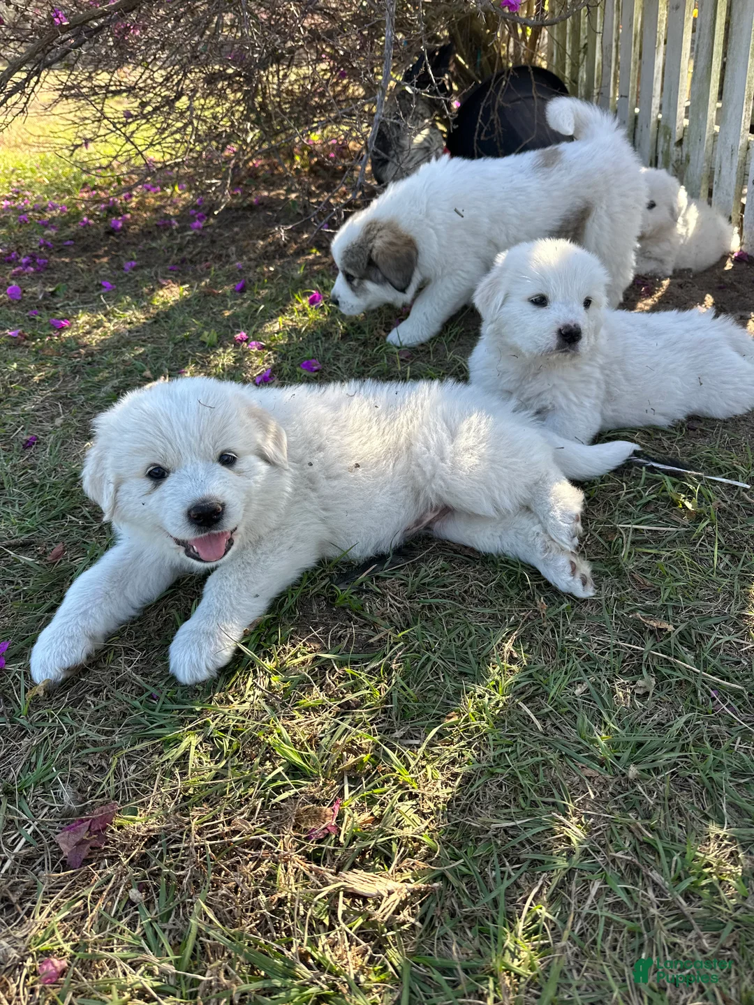 Great Pyrenees dogs for sale: Great Pyrenees Puppy 3 - Ad 1