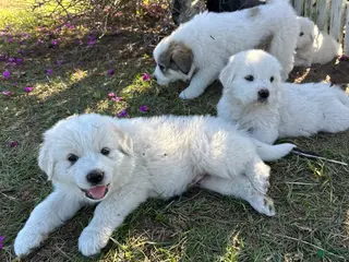 Great Pyrenees dogs Great Pyrenees Puppy 3 - Ad 1