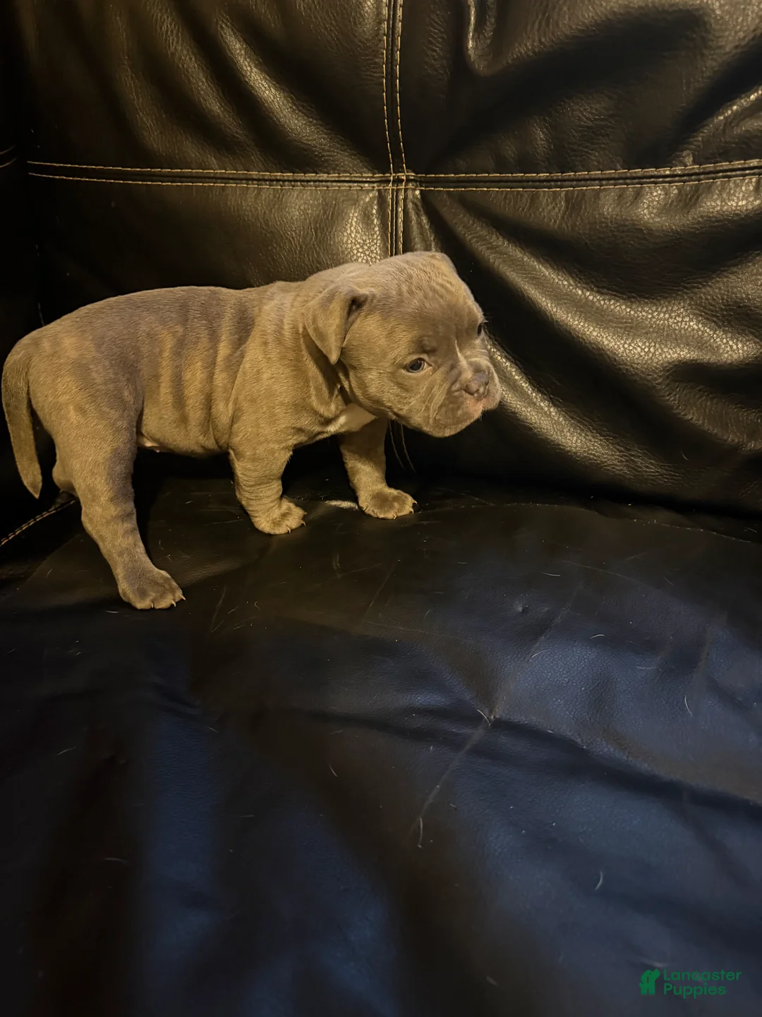 American Bully dogs for sale: Jade - Ad 2