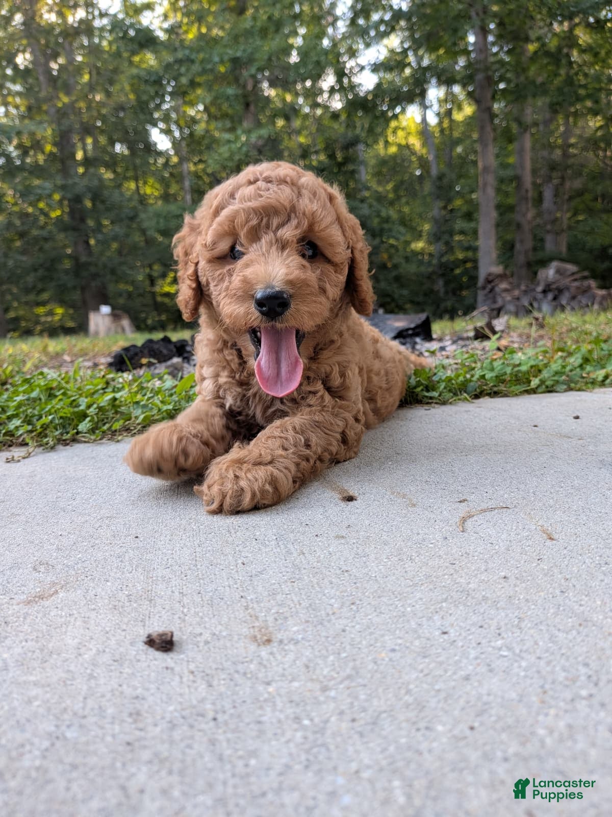 Miniature Labradoodle dogs Ashley - Ad 2