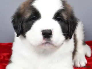 Saint Bernard dogs brutus - Ad 11