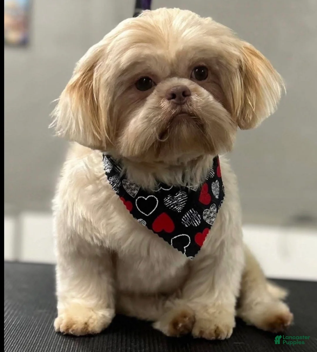 Shih Tzu dogs for stud: Akc&OFA lavender Shih Tzu stud - Ad 1