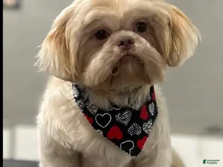 Shih Tzu dogs Akc&OFA lavender Shih Tzu stud - Ad 12