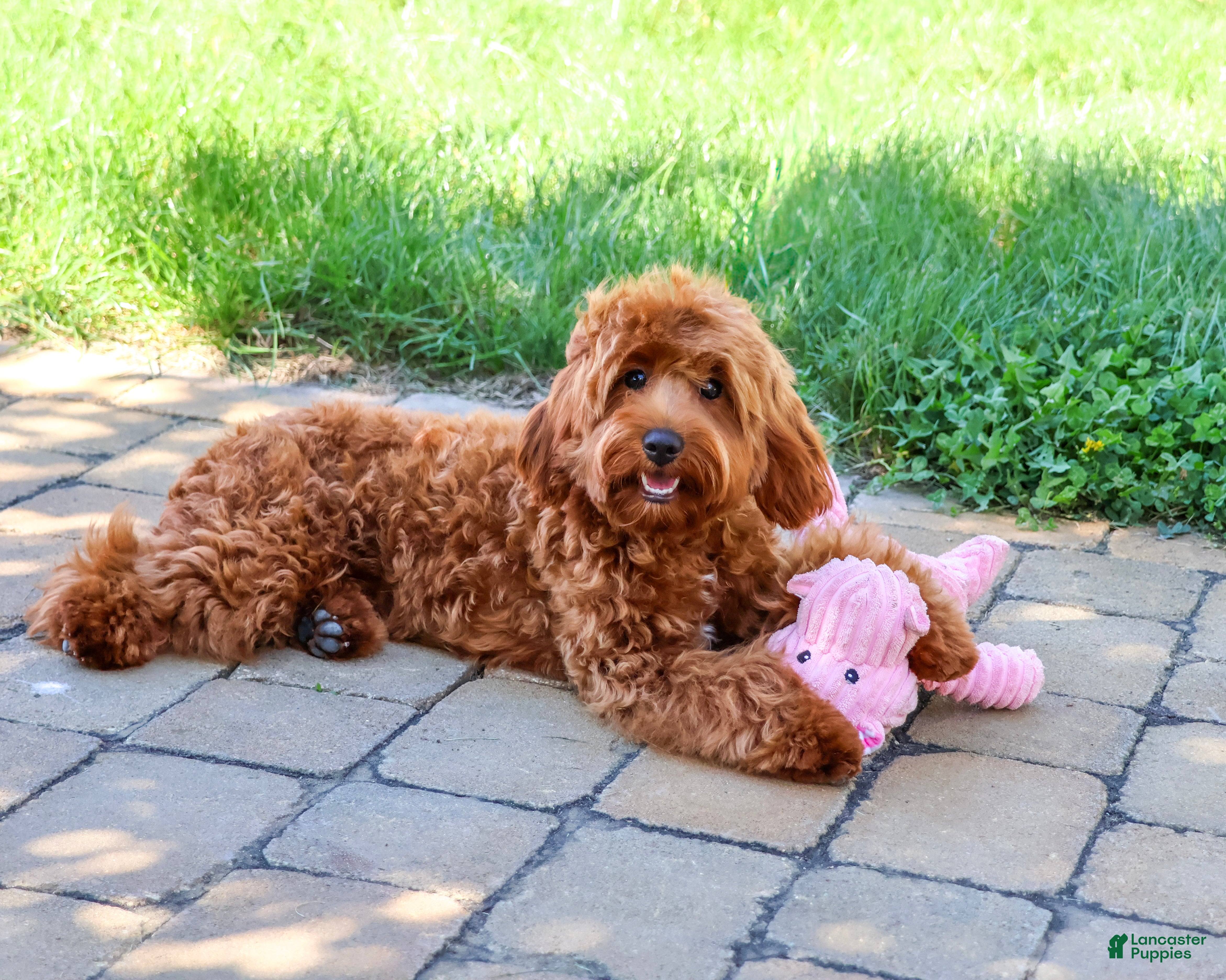 Cavapoo dogs Noelle - Ad 1