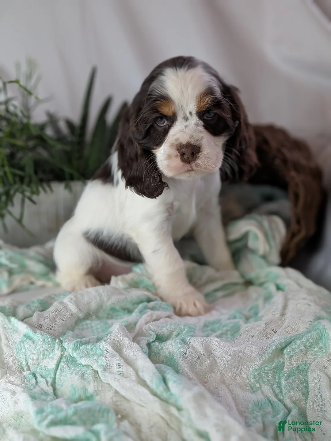 Cocker Spaniel dogs for sale: Zeke - Ad 4