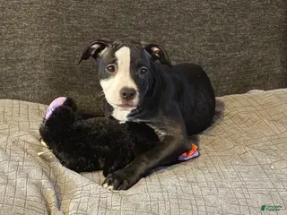 American Pit Bull Terrier dogs American Pit Bull Terrier 1 - Ad 25
