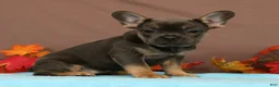 French Bulldog dogs for sale: Callie - Ad 1