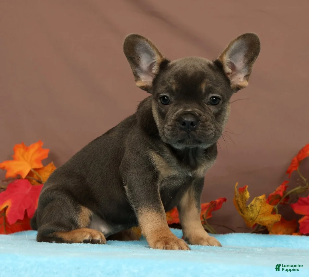 French Bulldog dogs for sale: Callie - Ad 1