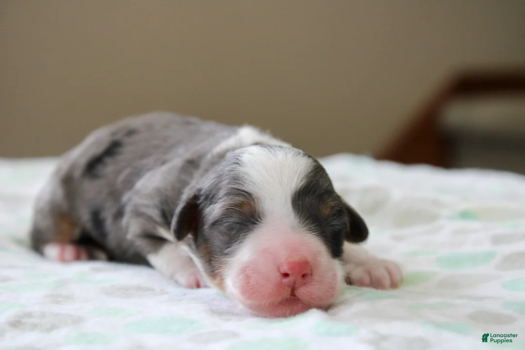 Mini Bernedoodle dogs for sale: Ramsey  - Ad 2