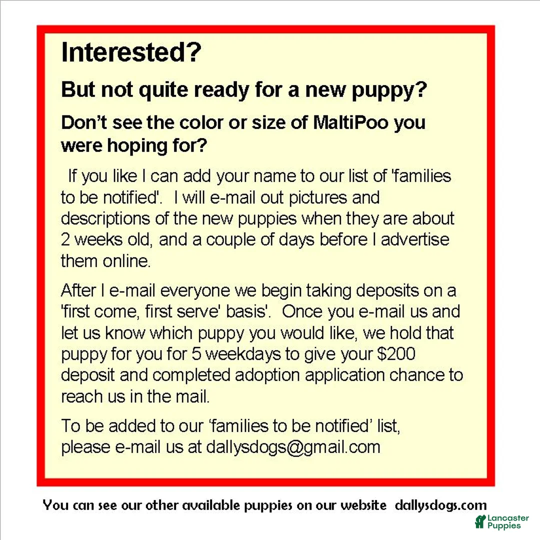 Maltipoo dogs for sale: Chip --- MaltiPoo, in home raised, non-shedding - Ad 9
