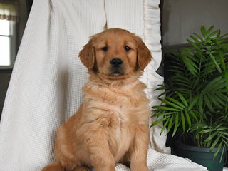 Golden Retriever dogs Rookie - Ad 39