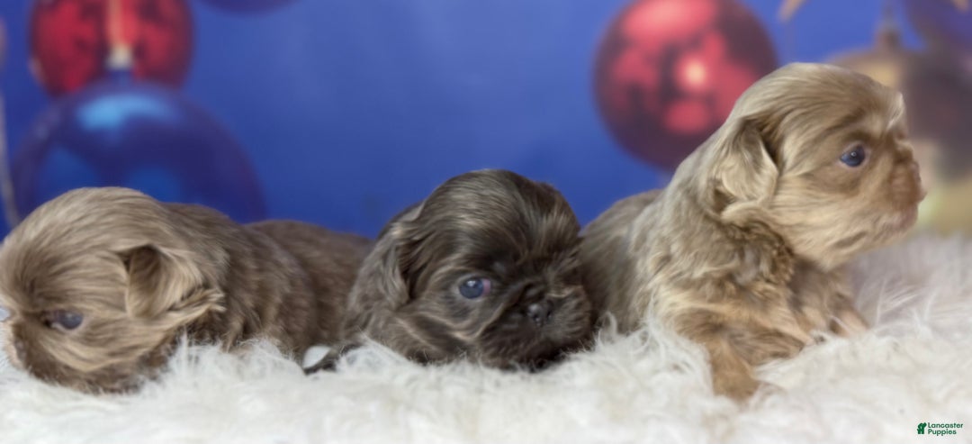 Pekingese dogs for sale: Akc DNA OFA Blue boots  - Ad 9