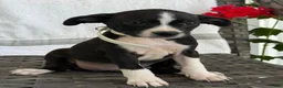 Mixed Breed dogs for sale: Gracey - Ad 3