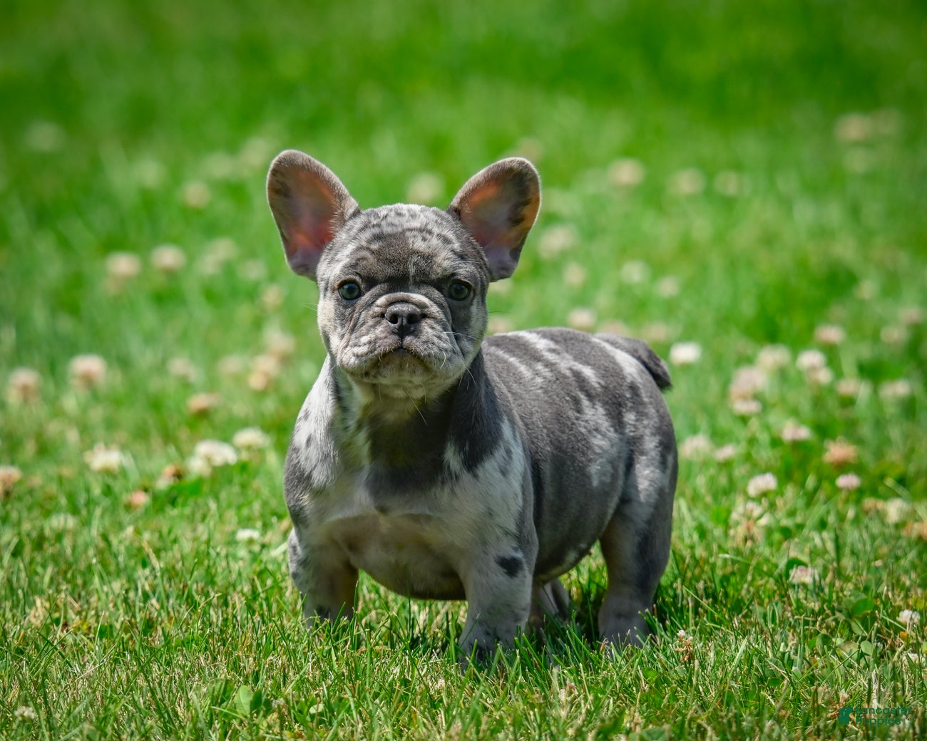 French Bulldog dogs Daisy - Ad 2