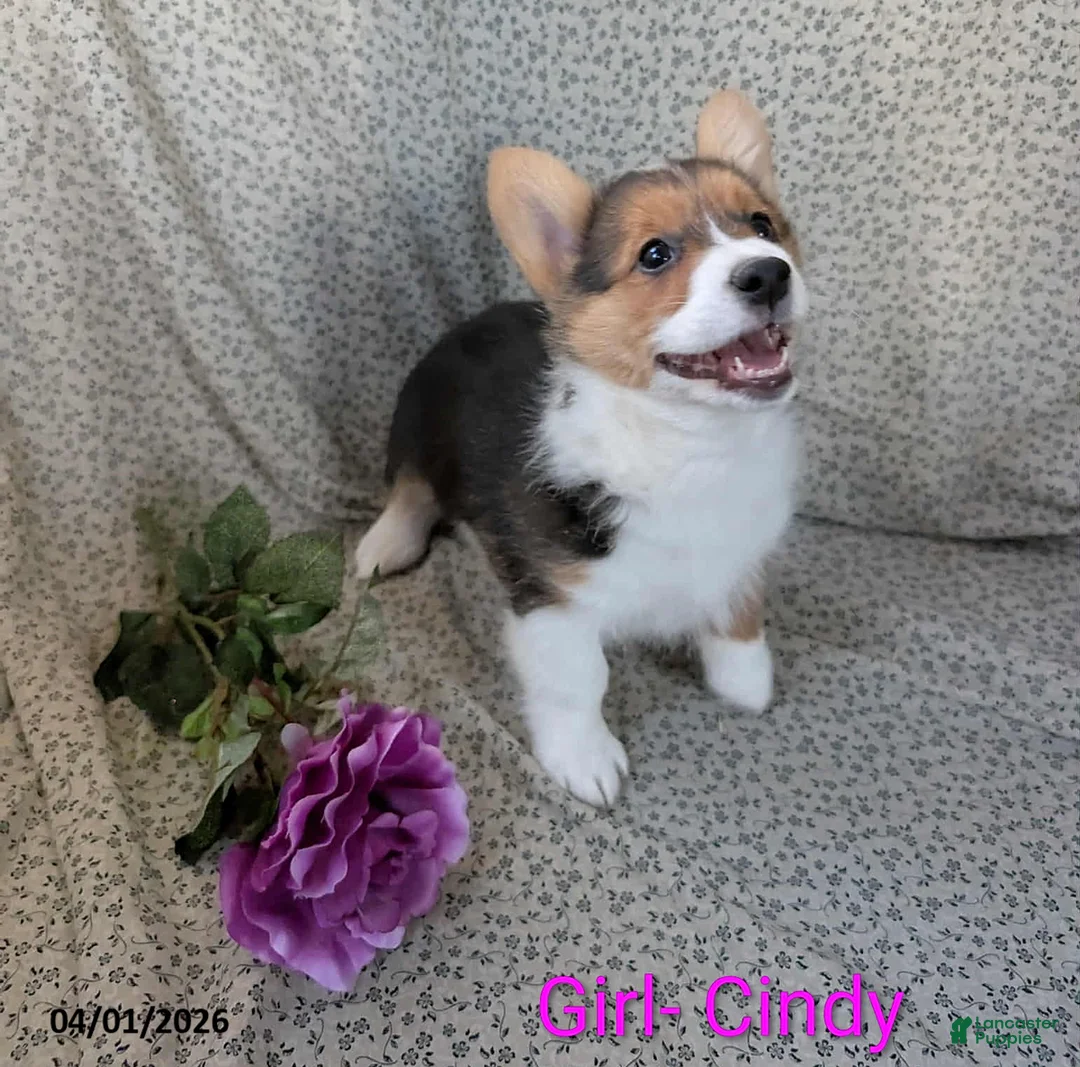 Welsh Corgi Pembroke dogs for sale: Cindy - Ad 1