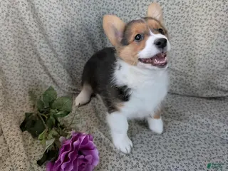 Welsh Corgi Pembroke dogs Cindy - Ad 40