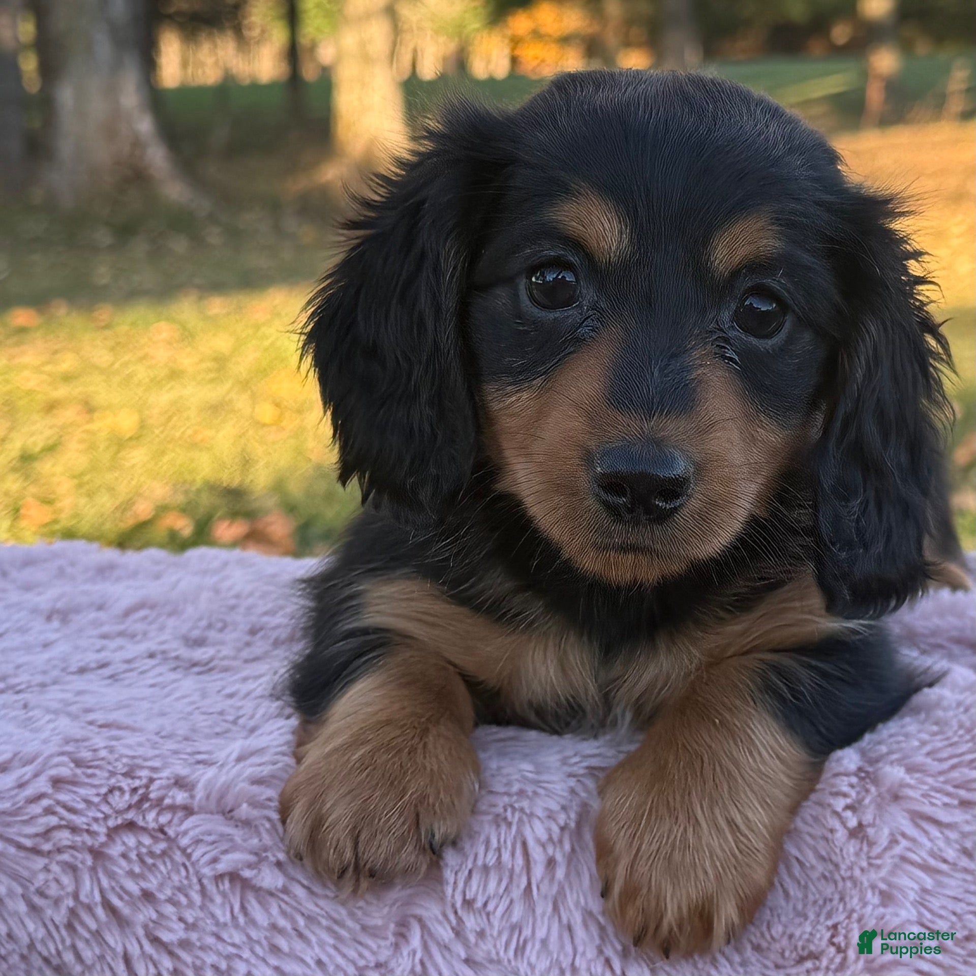 Miniature Dachshund dogs for sale: Ellie - Ad 2