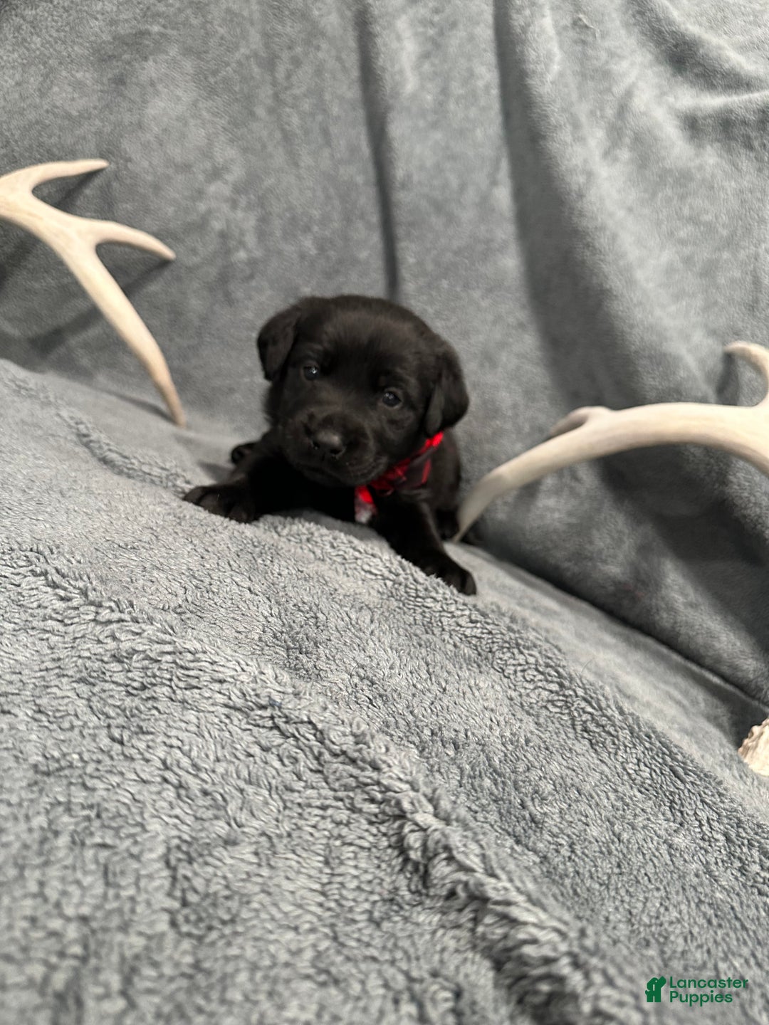 Labrador Retriever dogs for sale: Mystic - Ad 1