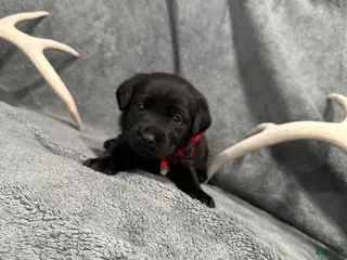 Labrador Retriever dogs Mystic - Ad 20