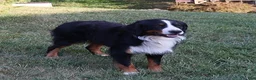 Bernese Mountain Dog dogs for sale: Molly - Ad 11