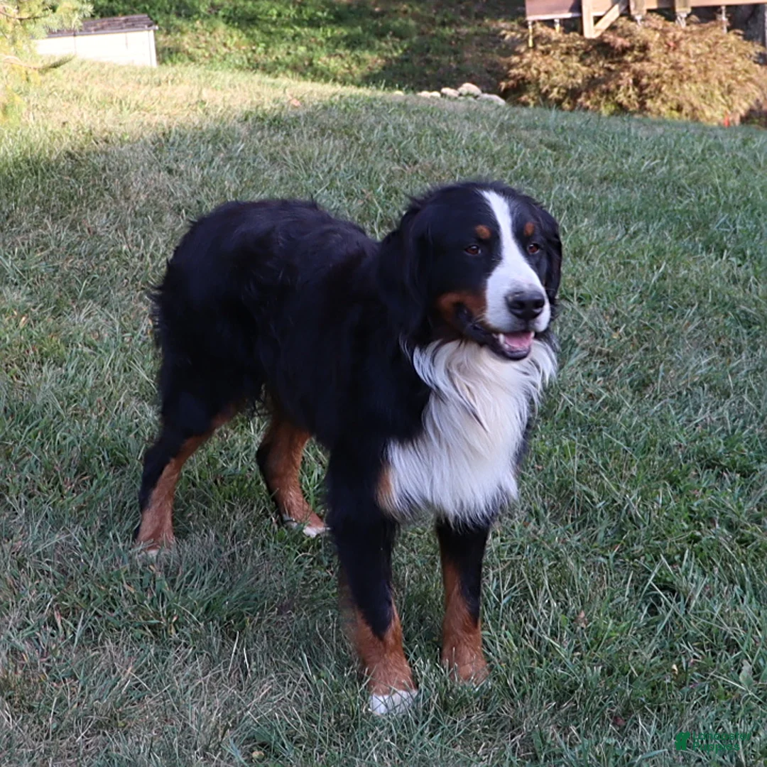 Bernese Mountain Dog dogs for sale: Molly - Ad 11