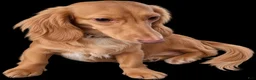 Dachshund dogs for sale: AKC Charlotte - Ad 3